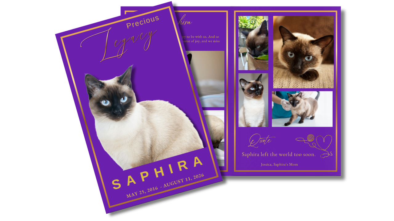 Pet memorial program featuring violet backgrounds, gold typography, cat photographs, tribute pages, and coordinated remembrance layouts honoring a beloved feline companion.