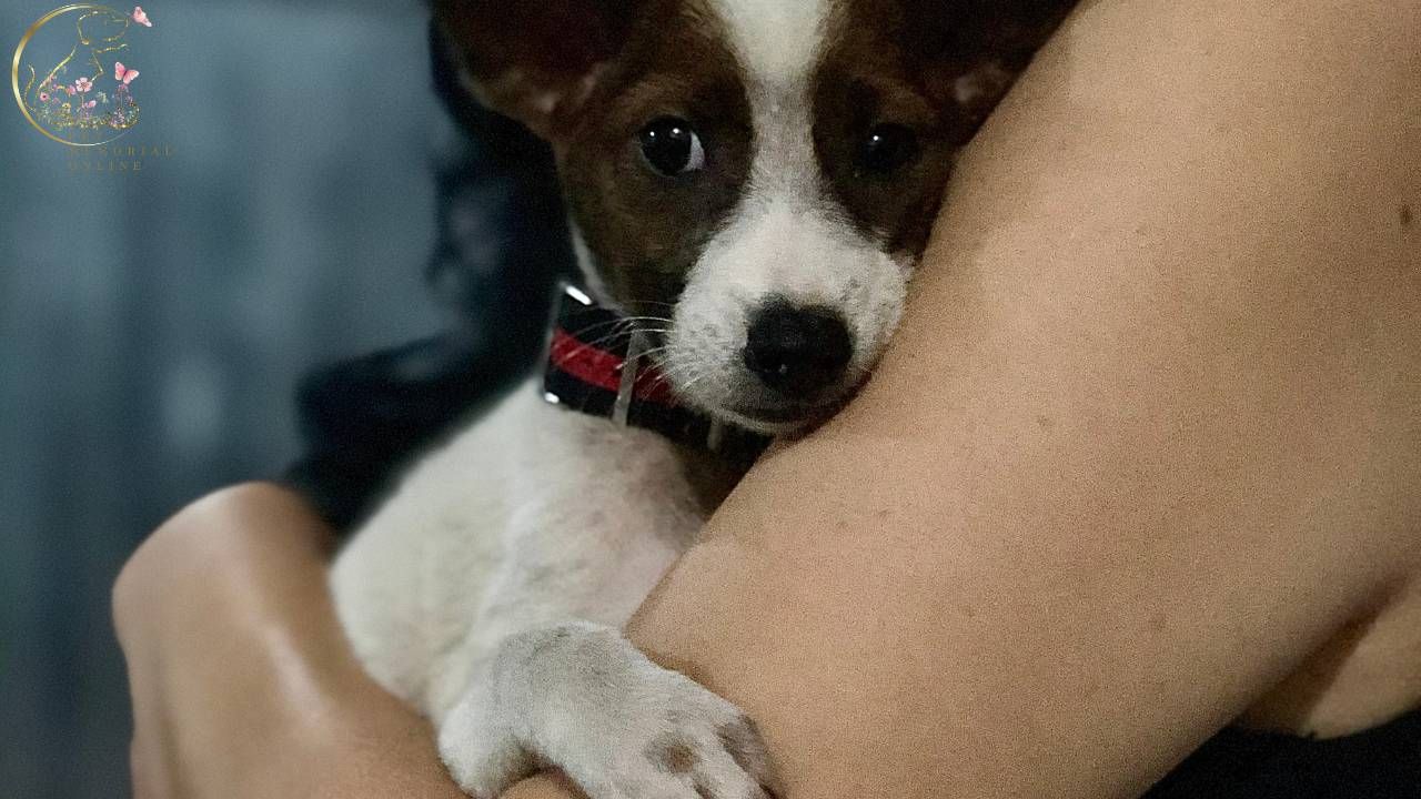 Small brown and white puppy being gently held in someone’s arms, symbolizing comfort, love, and the emotional bond between pets and their families.