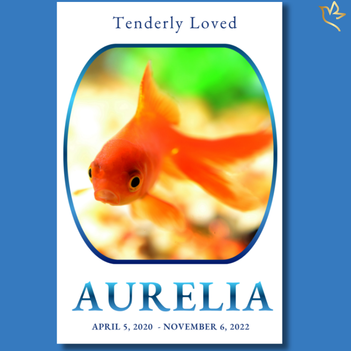 Pet fish memorial funeral program cover featuring a vibrant goldfish in a rounded frame with soft blue accents, clean white background, and elegant typography in a calm aquatic-inspired design.