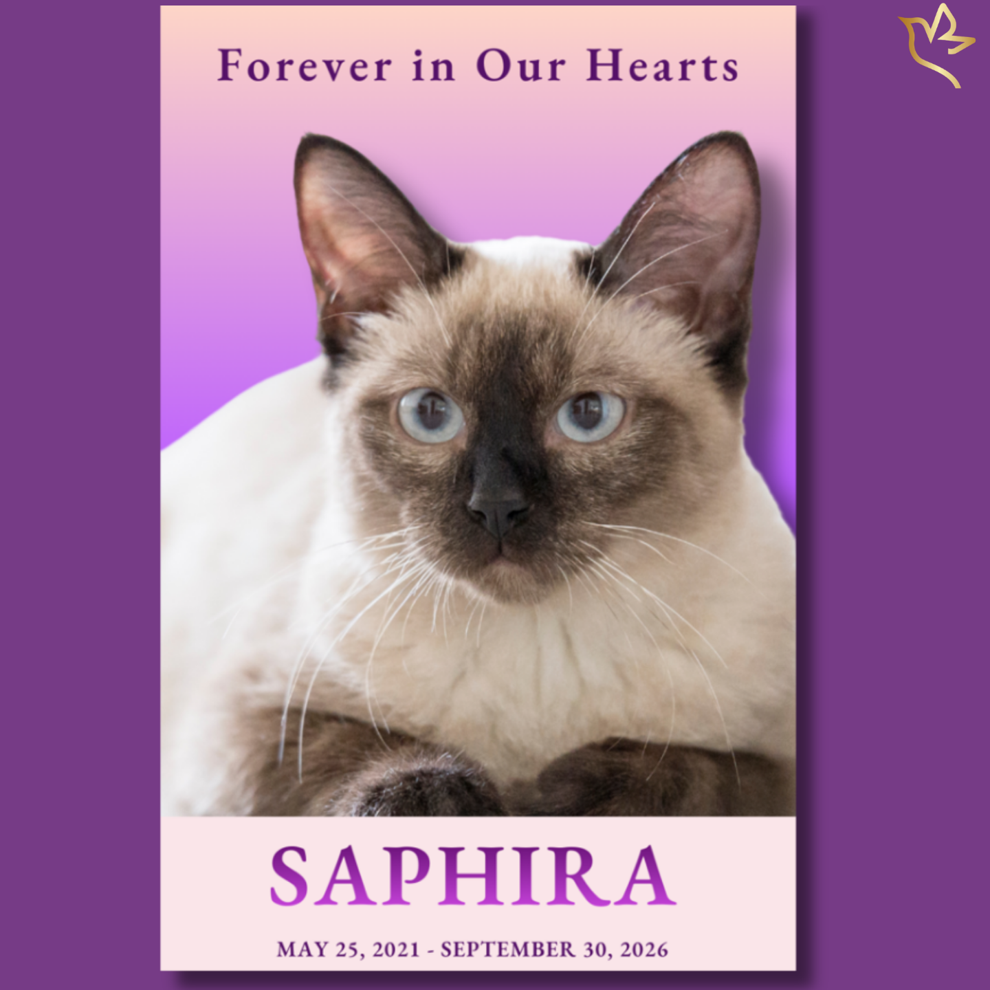 Forever Cherished pet cat funeral program cover featuring a beautiful Siamese cat with bright blue eyes against a soft purple gradient background with elegant memorial text honoring a beloved feline companion.