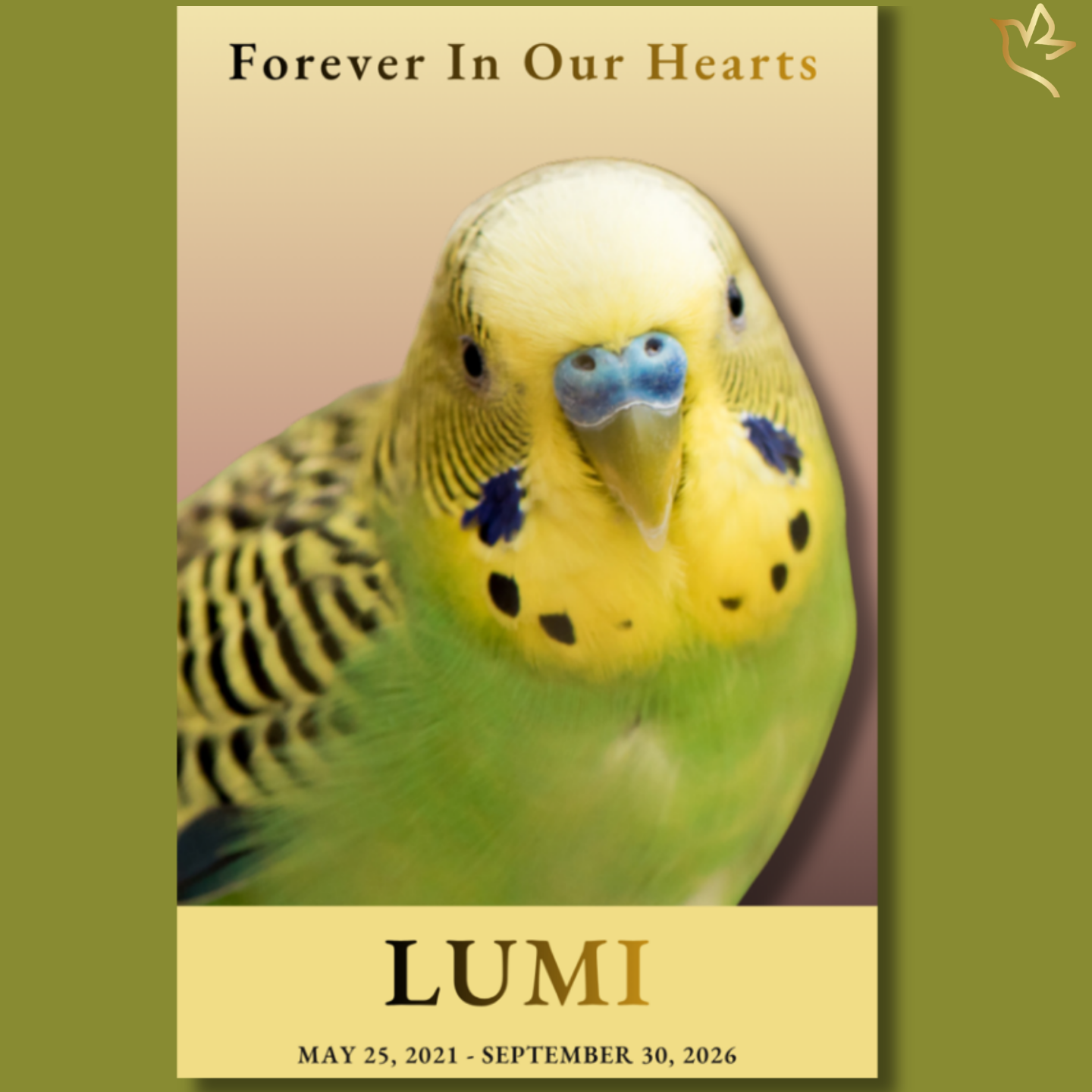 Forever in Our Hearts pet bird funeral program cover featuring a close-up portrait of a green and yellow budgie against a soft neutral background, with elegant serif typography and warm golden tones.