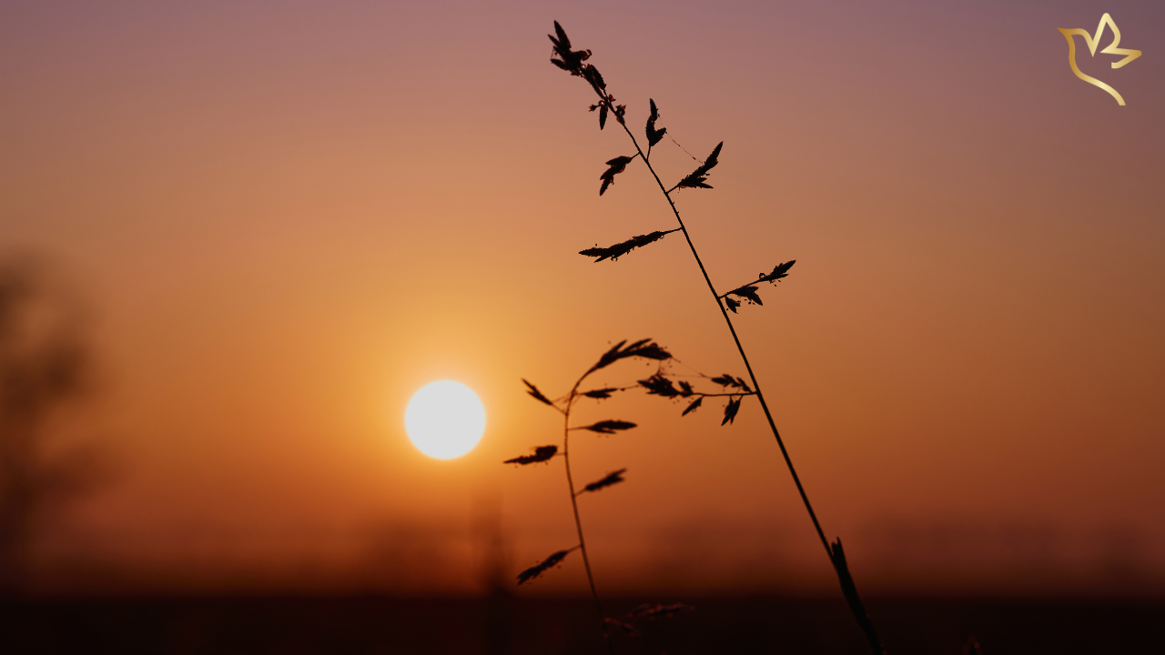 Warm sunset with tall grasses silhouetted against the evening sky, symbolizing the quiet return of memories and enduring love.