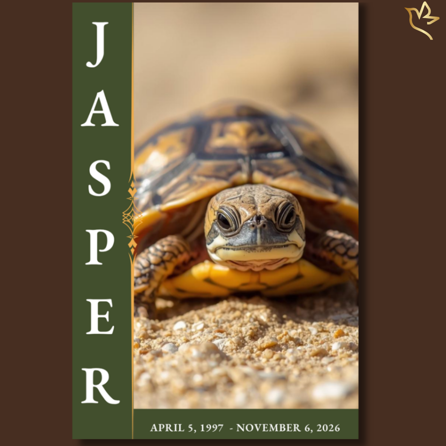 Close-up of a small turtle resting on warm sandy ground, with soft golden lighting and a calm, earthy green layout featuring vertical name typography along the side.
