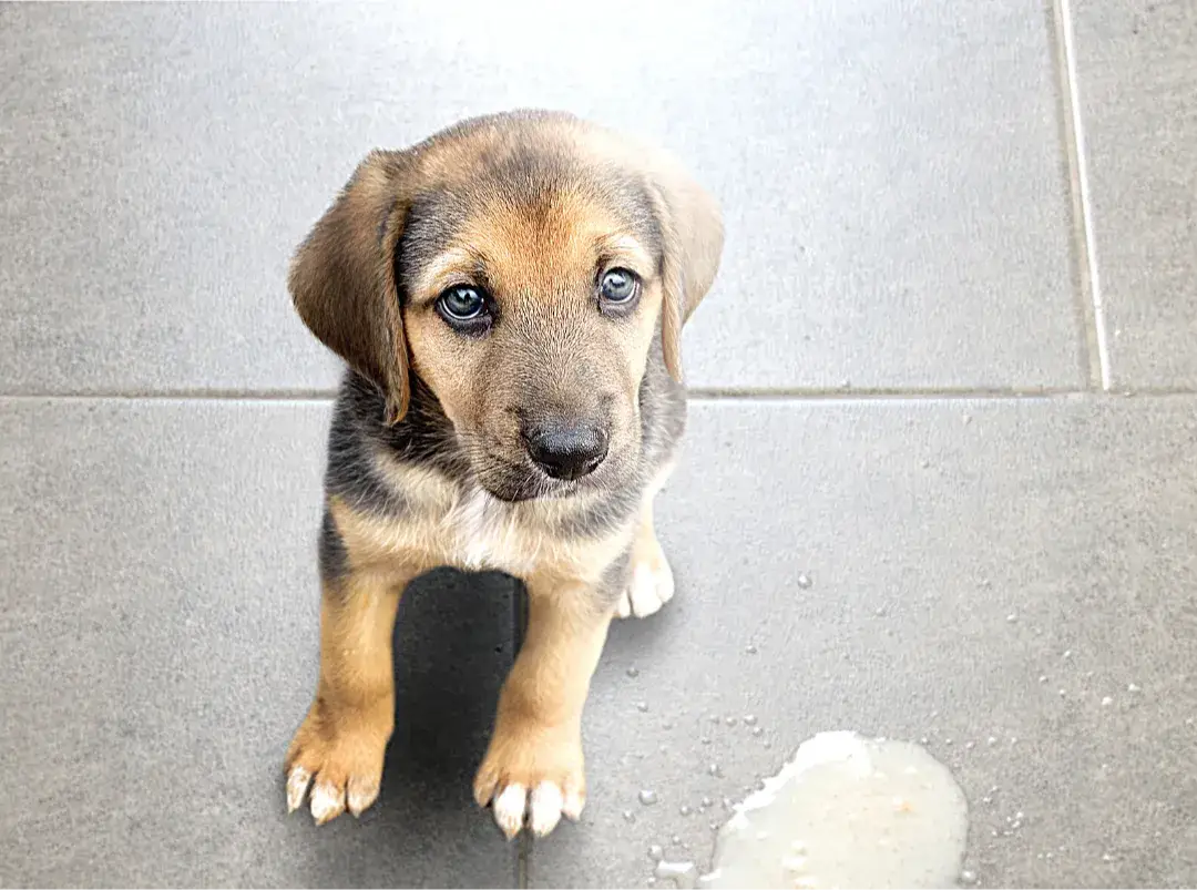 Puppy sitting on concrete beside a puddle of vomit