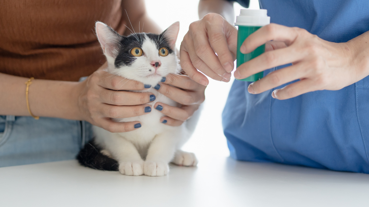 Veterinarian palpating a cat's neck to check for a thyroid nodule