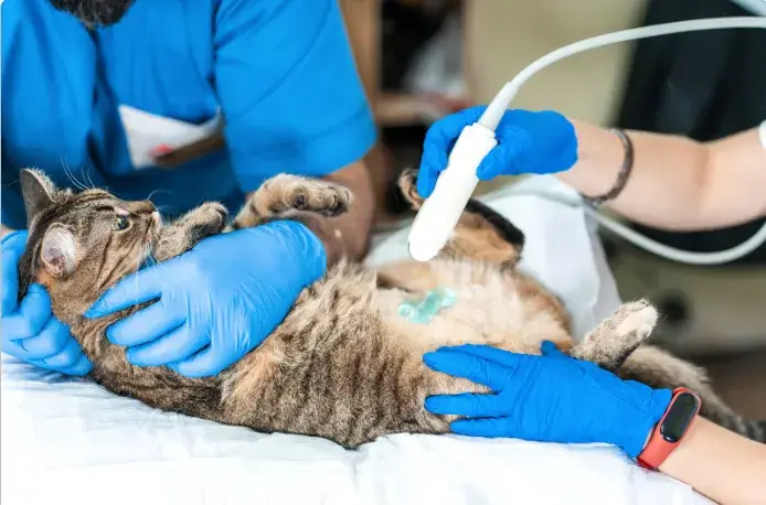 Gloved hands positioning a cat for a radiograph on the imaging table