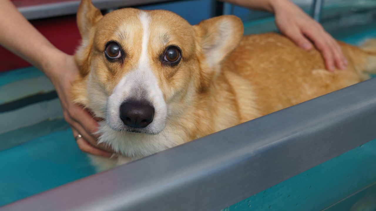 Corgi resting during an examination for chronic pain