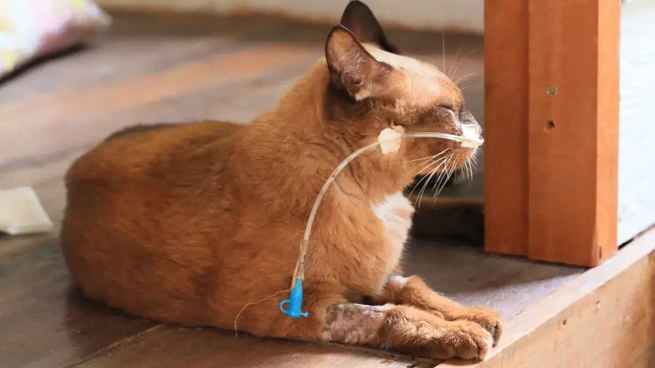Ginger cat resting with a nasoesophageal feeding tube and an IV catheter in place