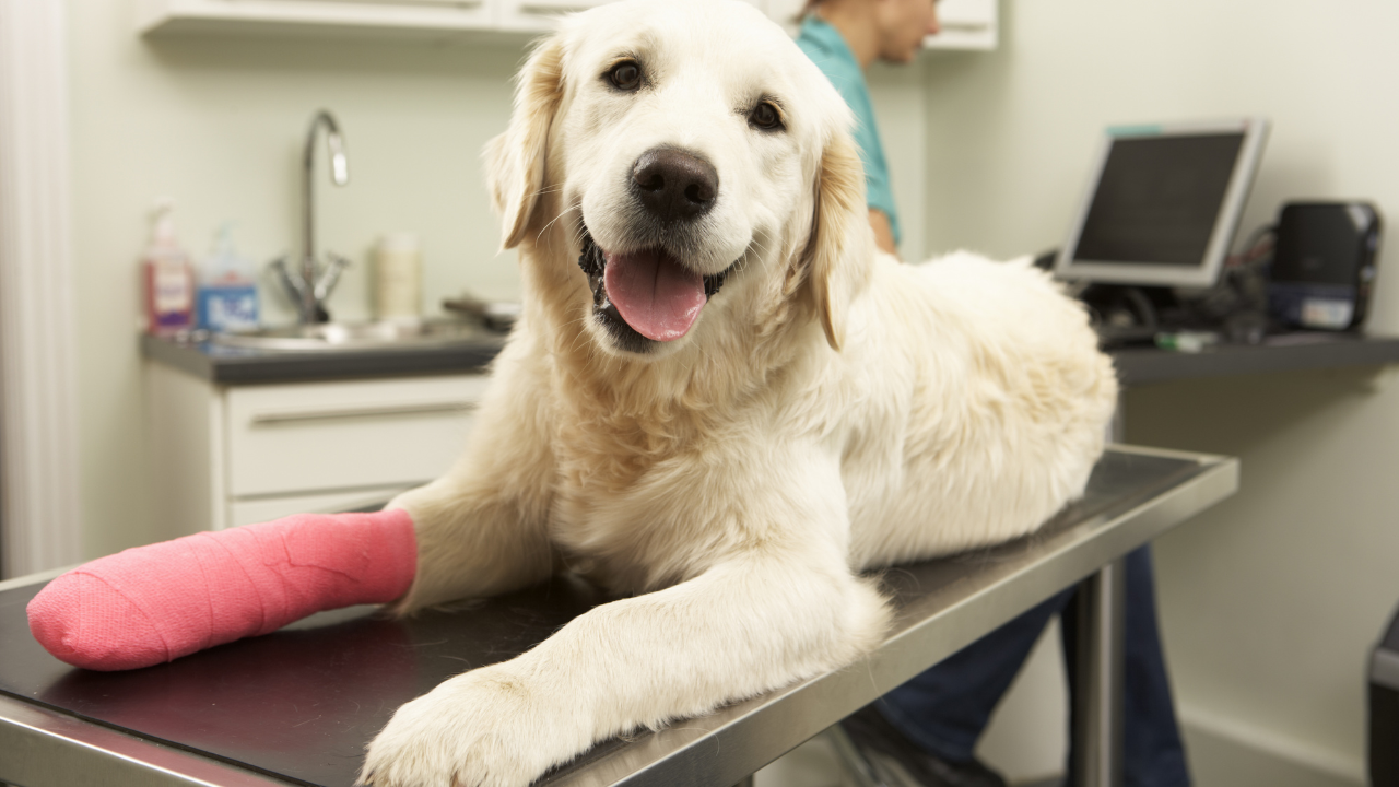 Dog resting with a pink bandage and splint applied to its front limb