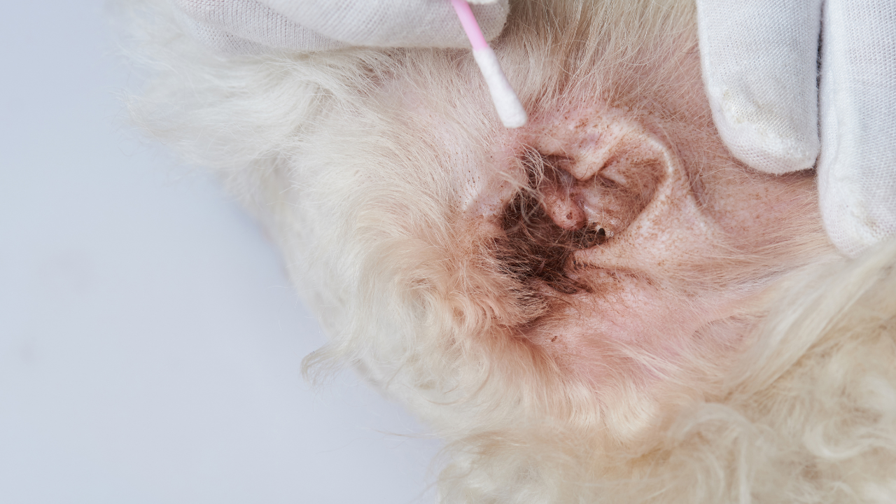 Otoscopic view of an inflamed ear canal with discharge from otitis externa