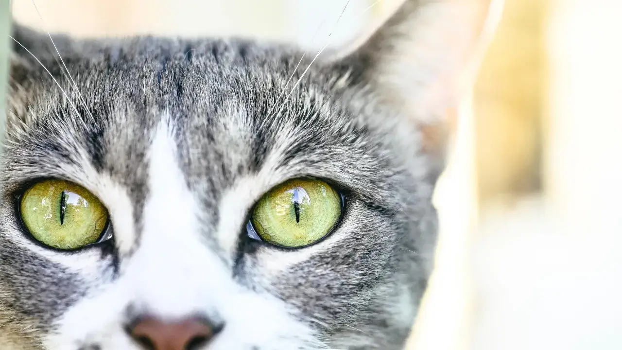 Close-up of a cat's eyes showing dilated pupils during an ophthalmic exam