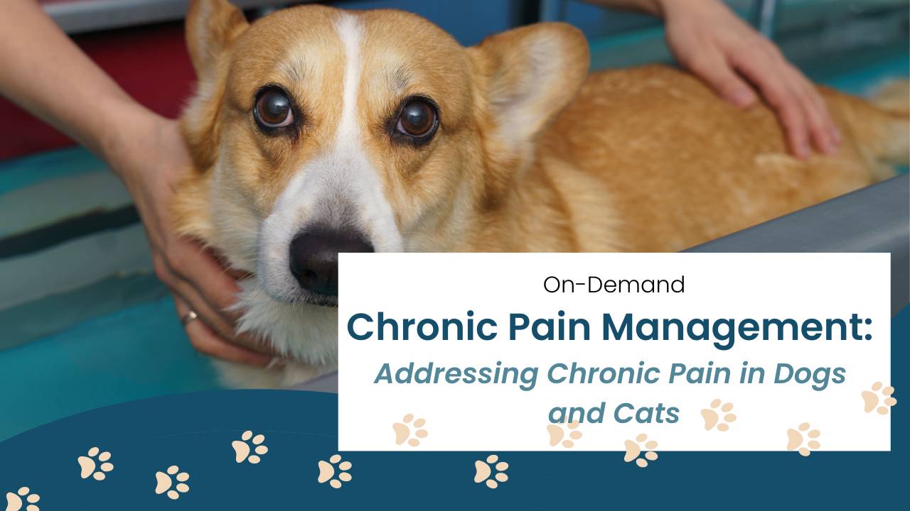 Online RACE Approved Veterinary CE | Chronic Pain Management