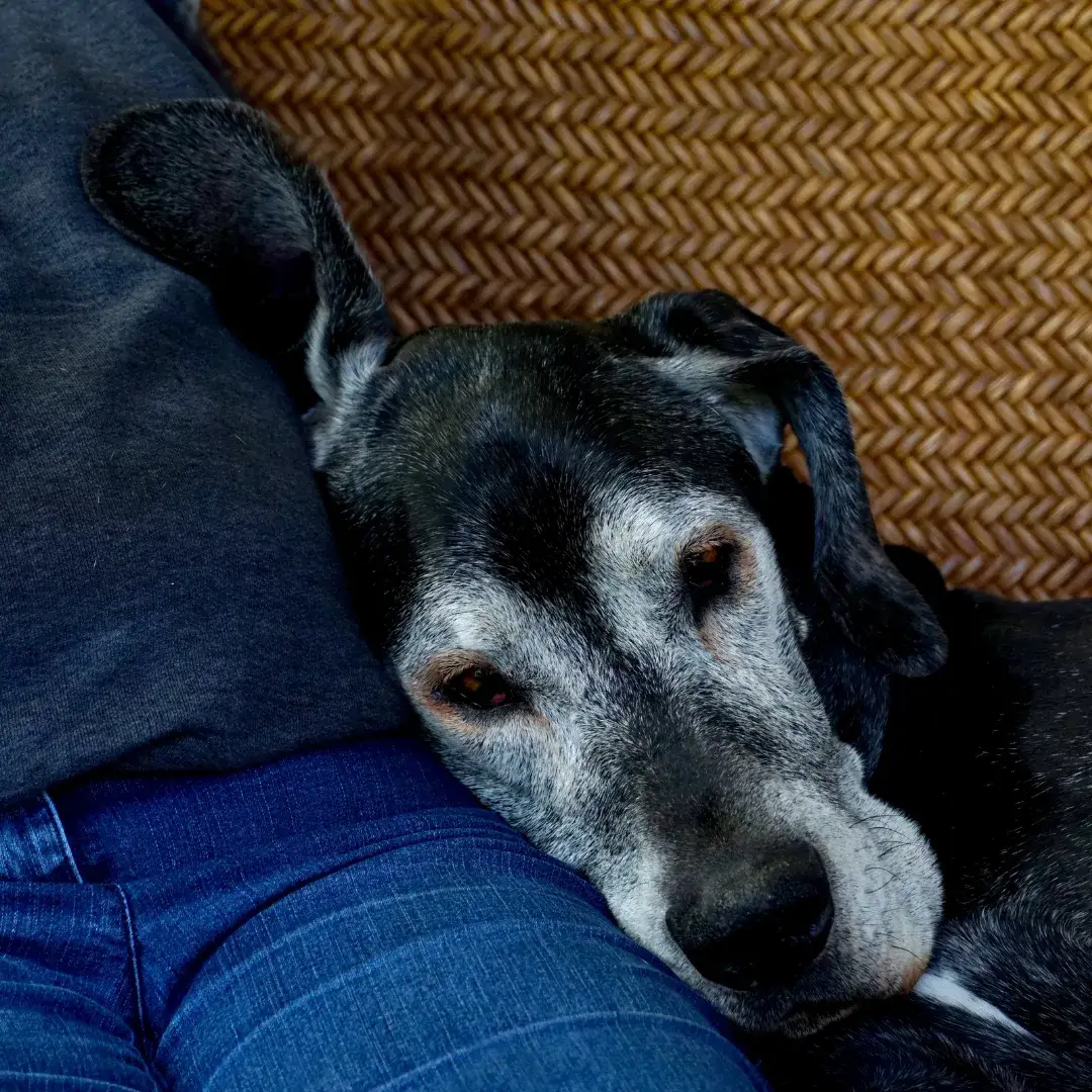 Senior dog with a grey muzzle resting its head on its owner's lap