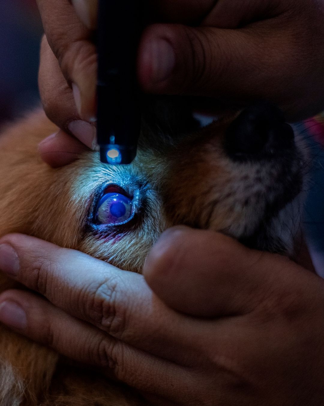 All Eyes on Ophthalmology live veterinary CE workshop