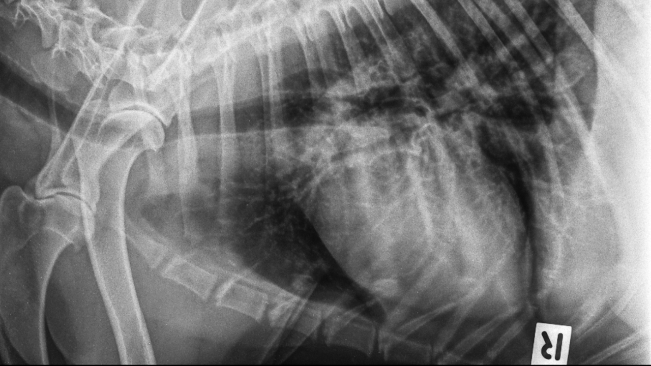 Thoracic radiograph showing a diffuse nodular pattern consistent with fungal pneumonia