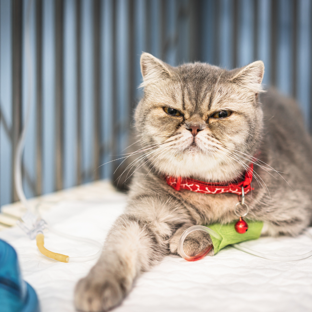 Scottish Fold cat with an intravenous catheter receiving fluids