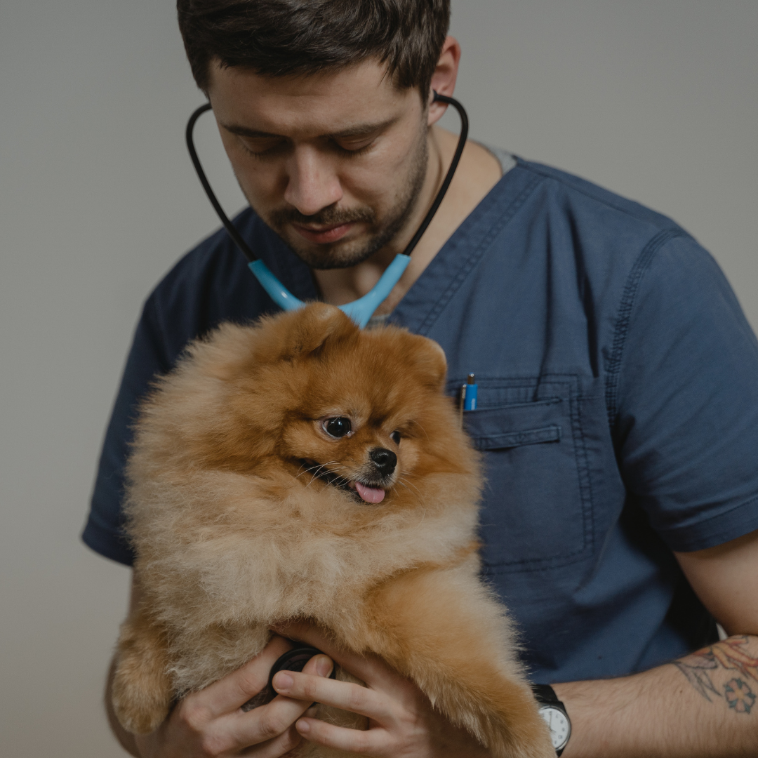 A man in scrubs is holding a Pomeranian while listening to its heart with a stethoscope
