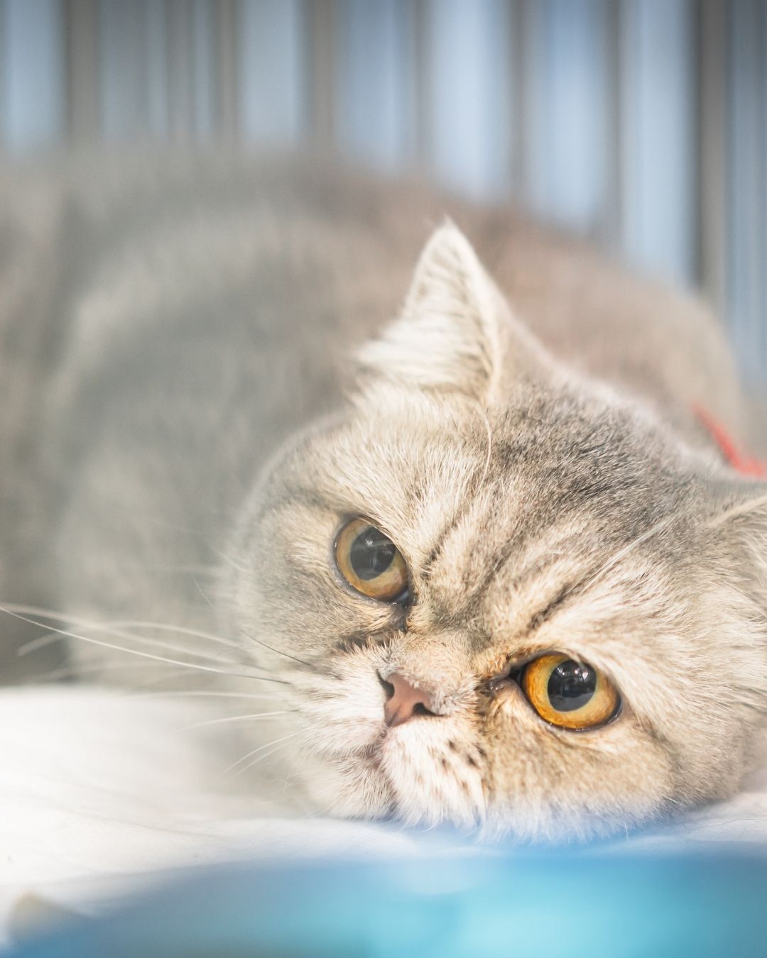 Senior and Hospice Care live veterinary CE workshop