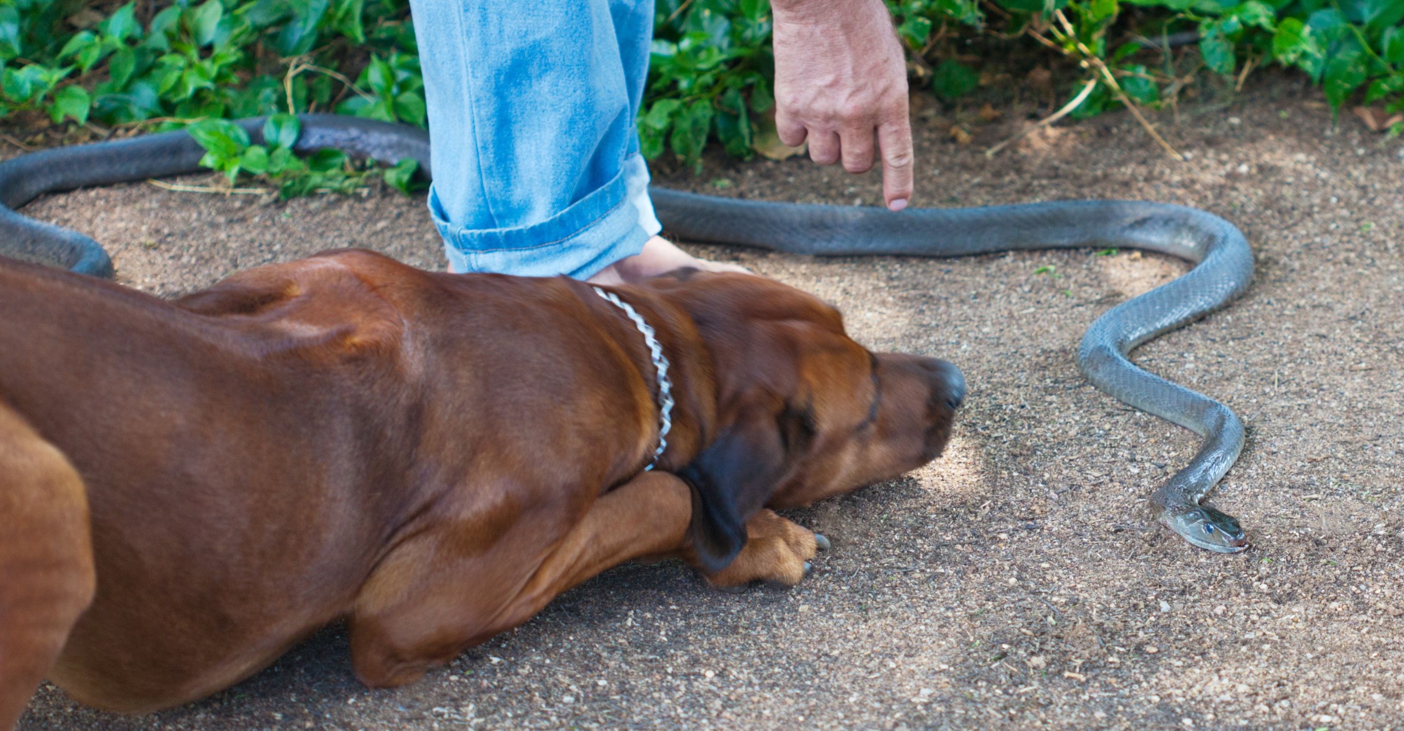 On Demand Veterinary CE