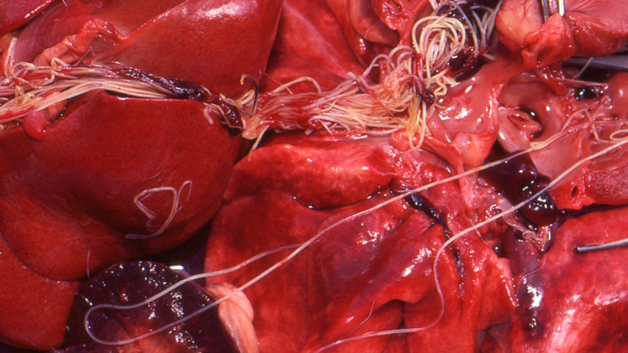 Adult heartworms recovered from the pulmonary arteries at necropsy