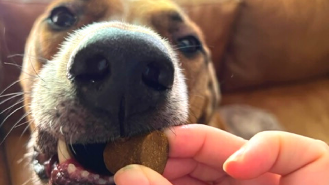Dog taking its heartworm prevention medication