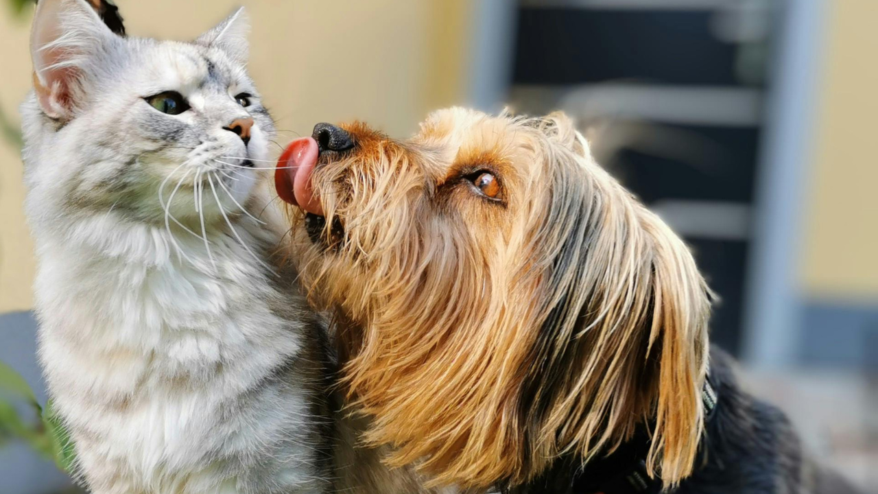 Otitis Treatment