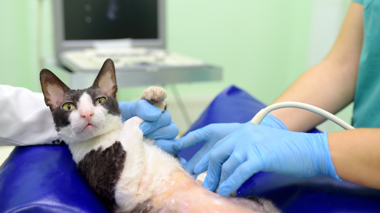 Cat resting quietly, showing the lethargy common in FIP cases