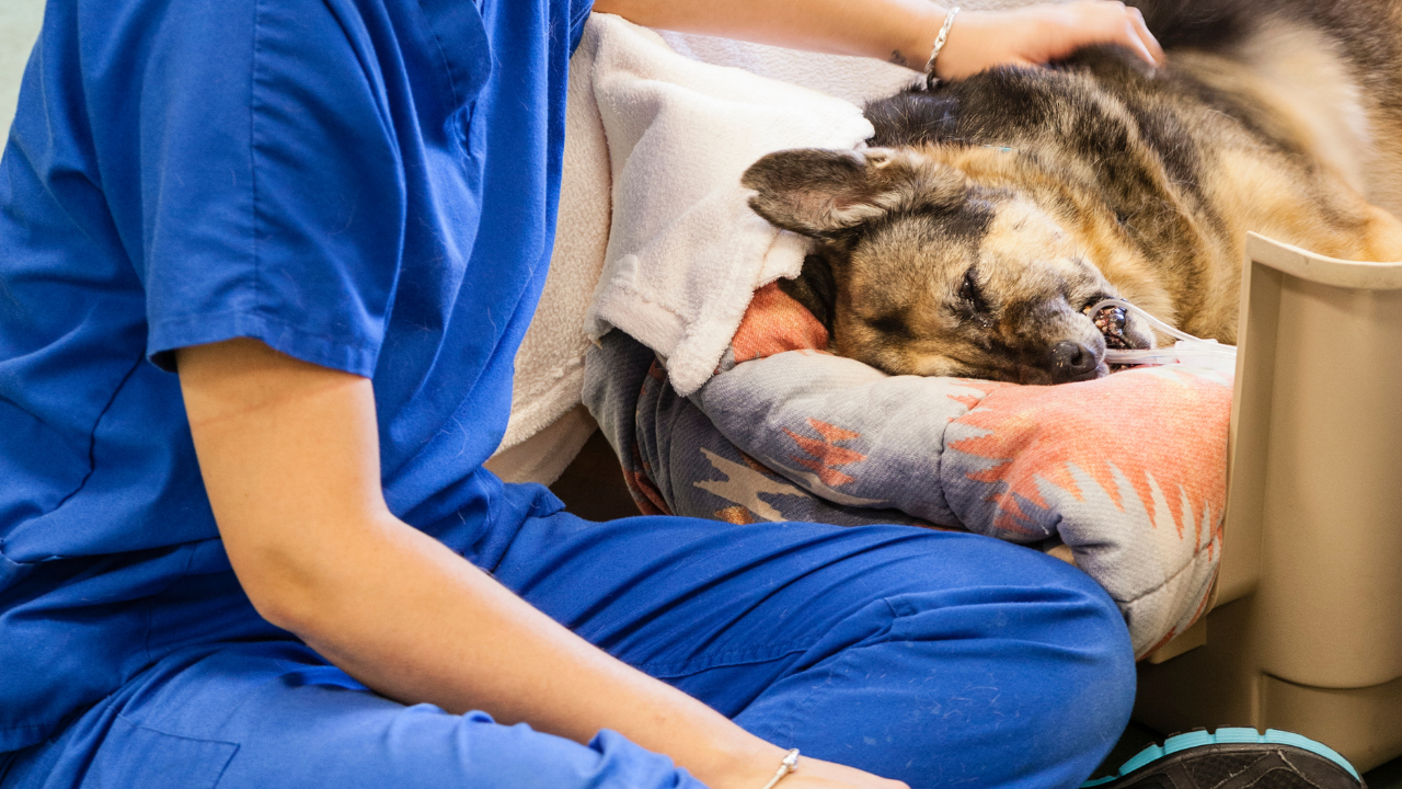 [Course title] live veterinary CE workshop