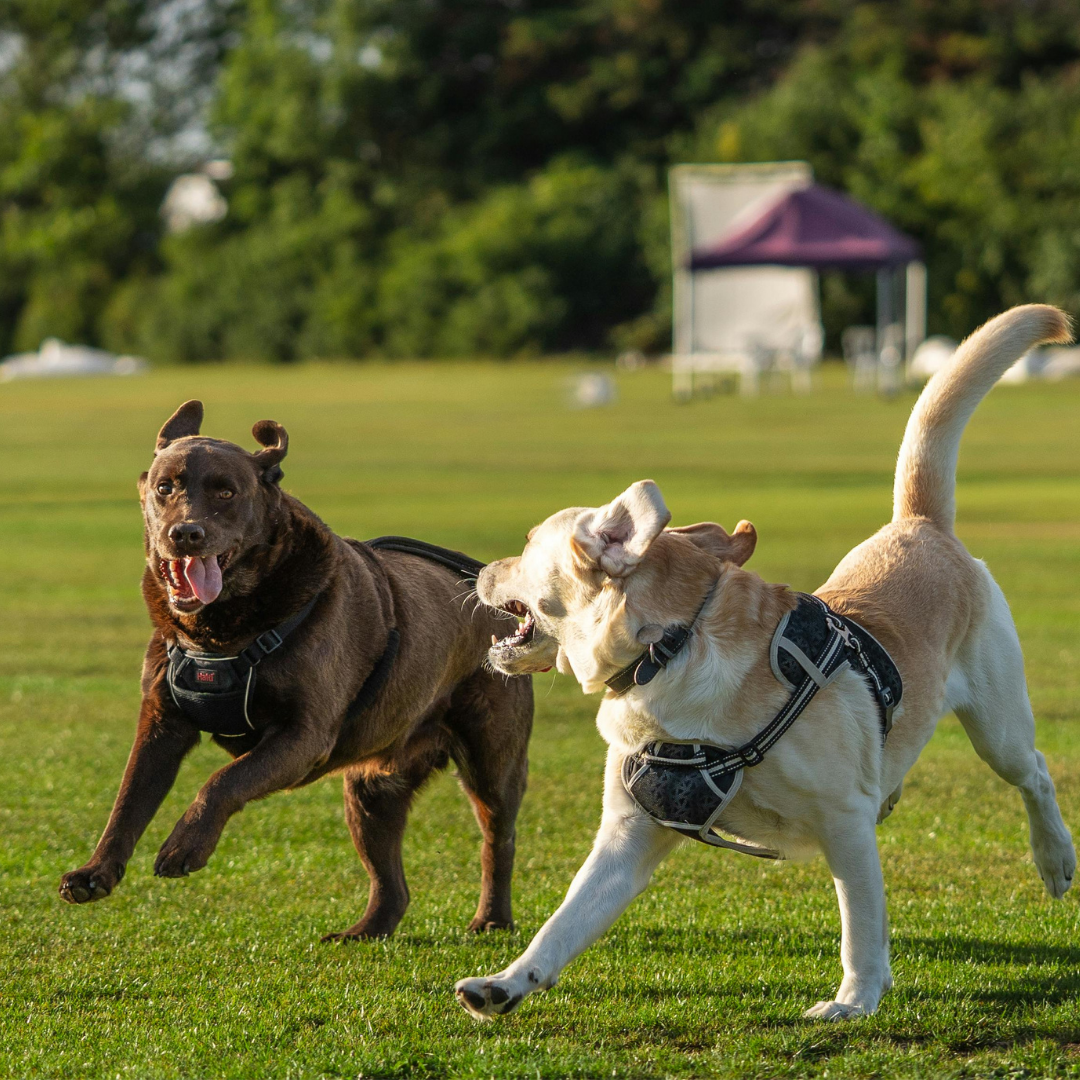 Two Labrador Retrievers in harnesses running together playfully