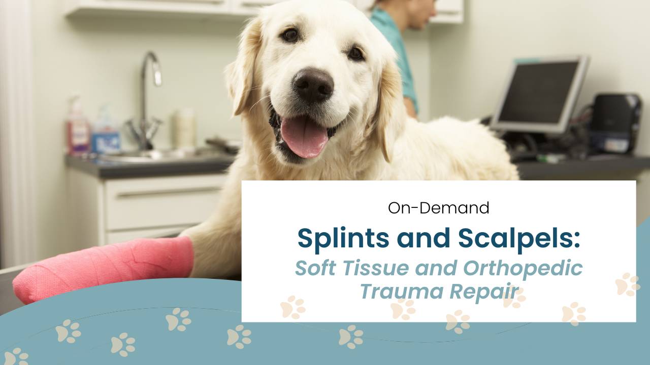 Online RACE Approved Veterinary CE | Splints and Scalpels