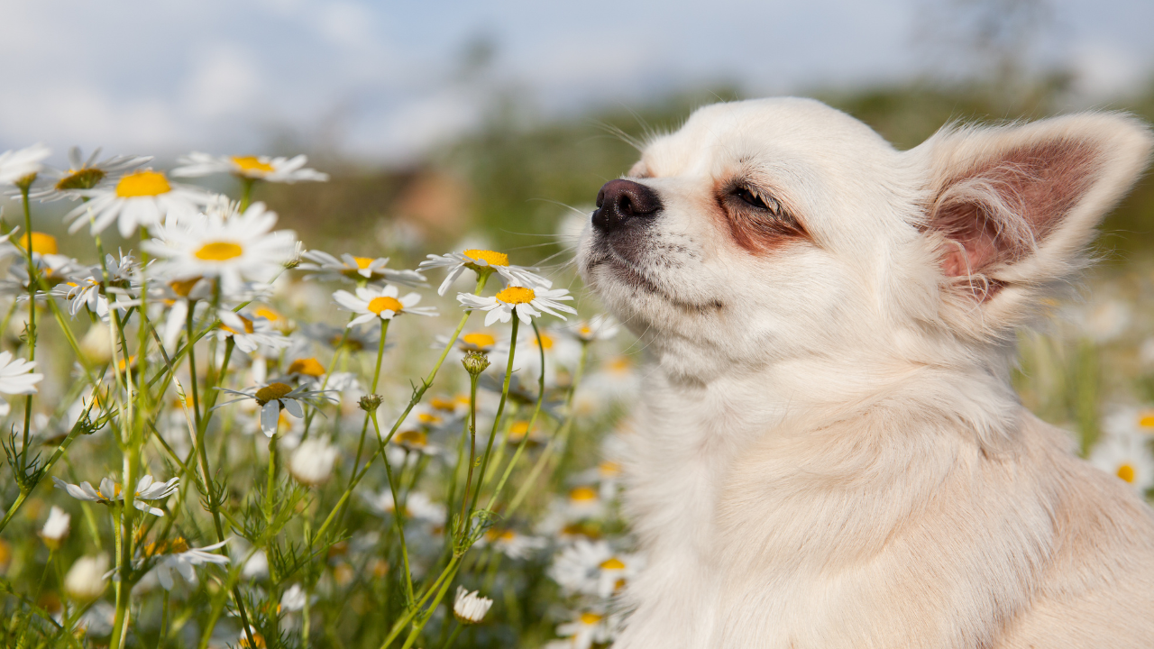 Acute and Chronic Kidney Disease Online Veterinary CE