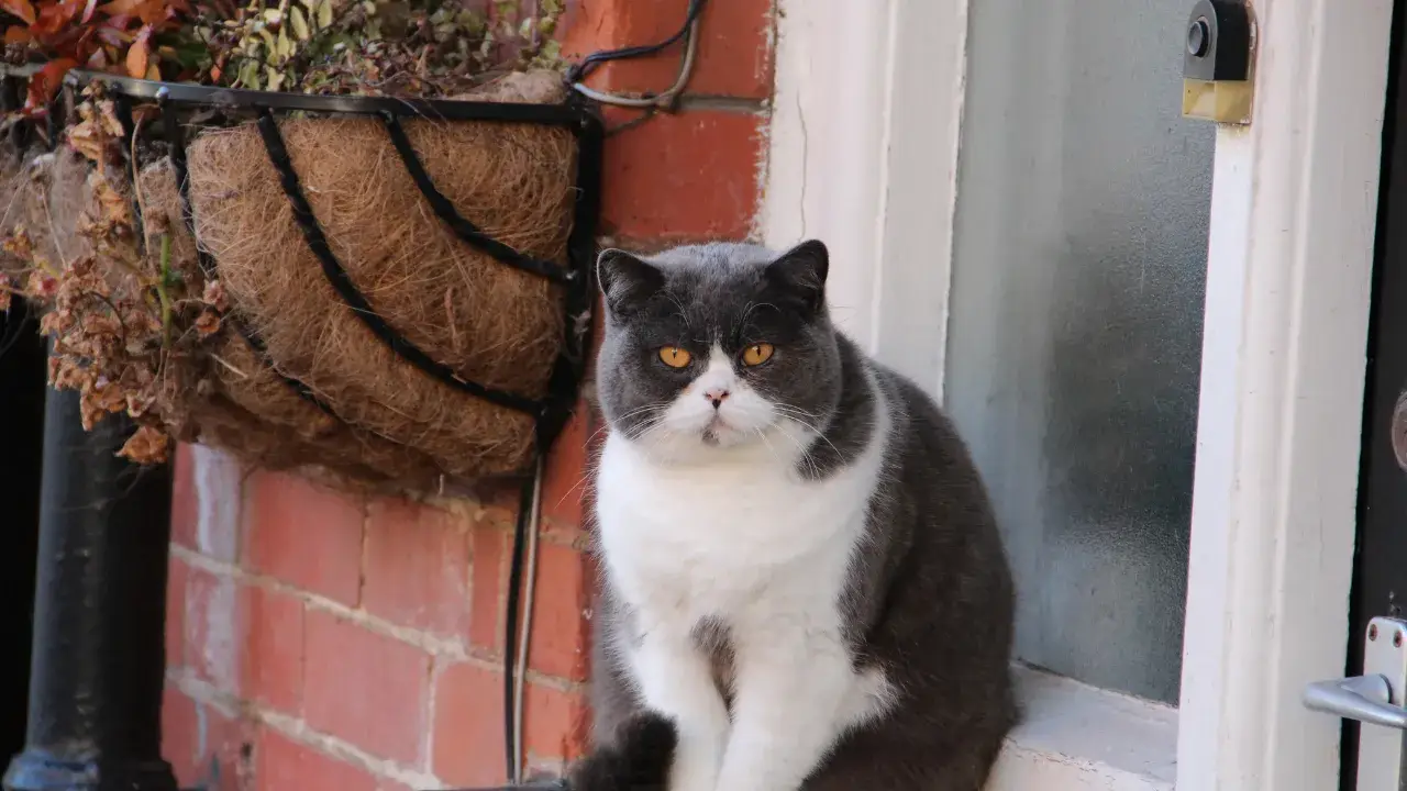 Cat resting comfortably in a feline-friendly practice setting