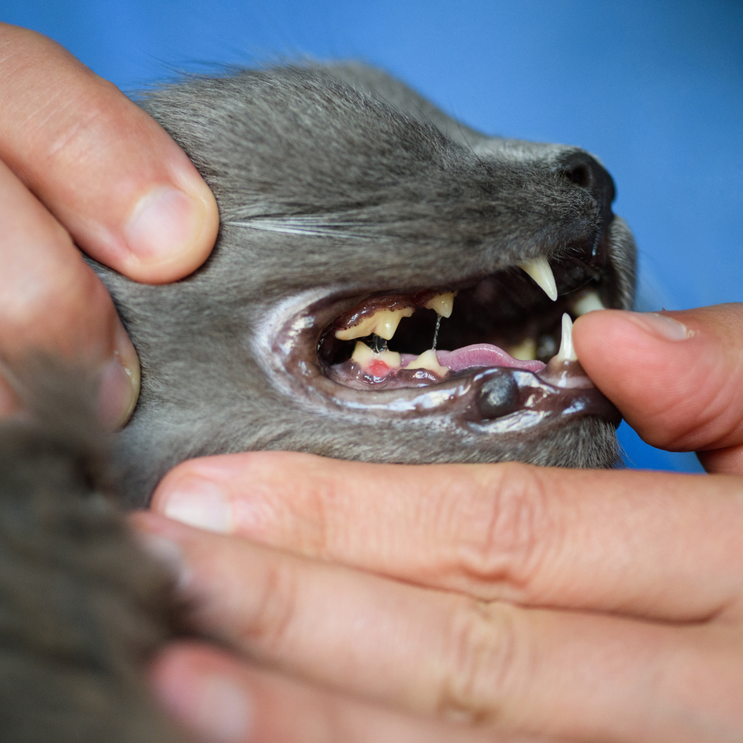 Someone holding open a cat's mouth to show a resorptive tooth lesion on the bottom right molar