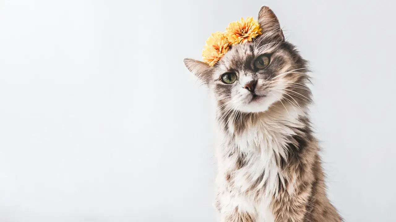 Long-haired grey tabby cat wearing a marigold flower crown