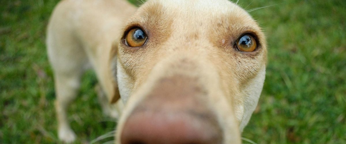 Veterinary CE Conference All Eyes on Ophthalmology: Everyday Cases, Surgical Tips, and Practice Pearls