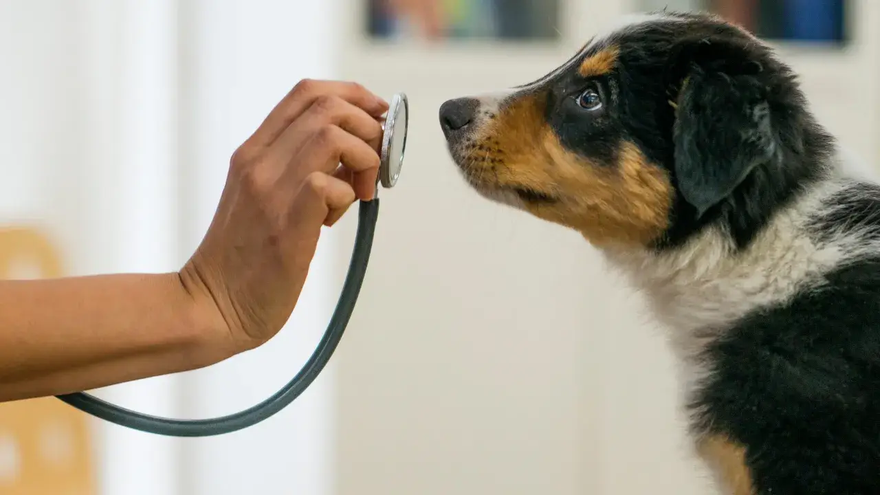 Veterinarian using low-stress handling to examine a dog without restraint