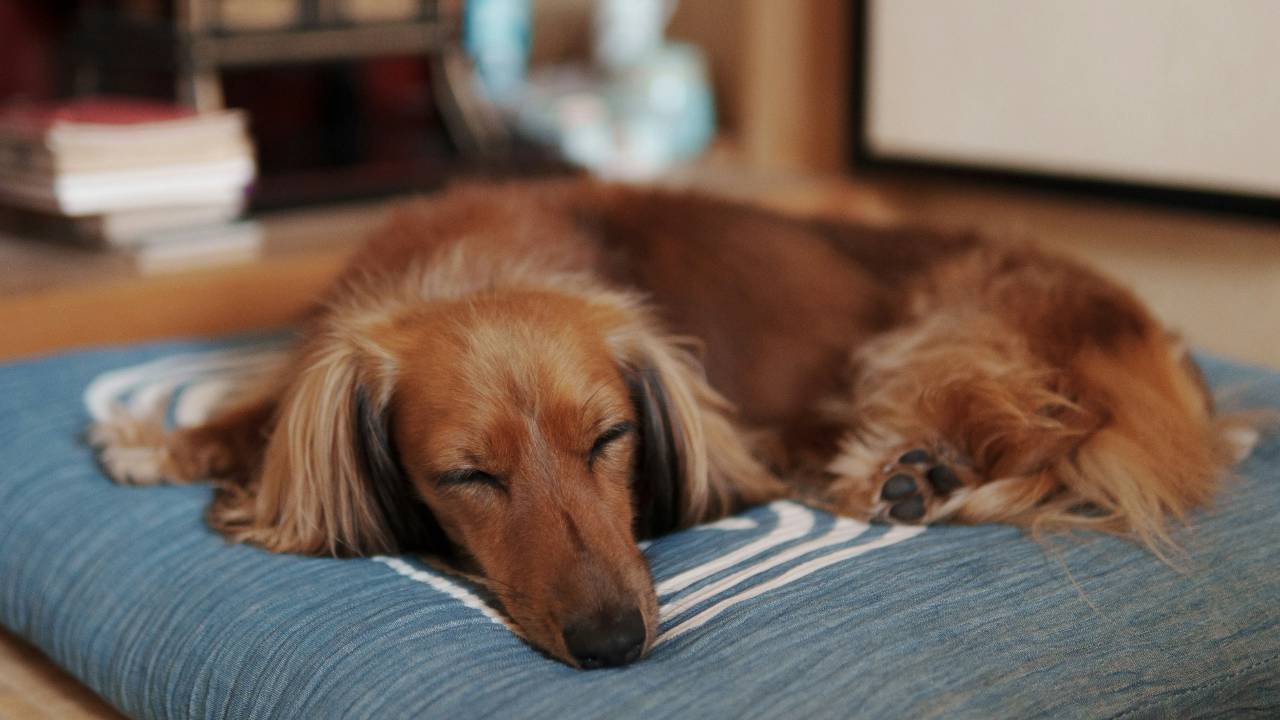 How Much Sleep Does My Dog Need?