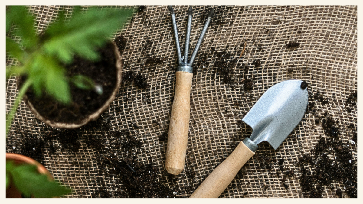 Fresh tomato plant on burlap with soil and garden tools in Orange County, CA