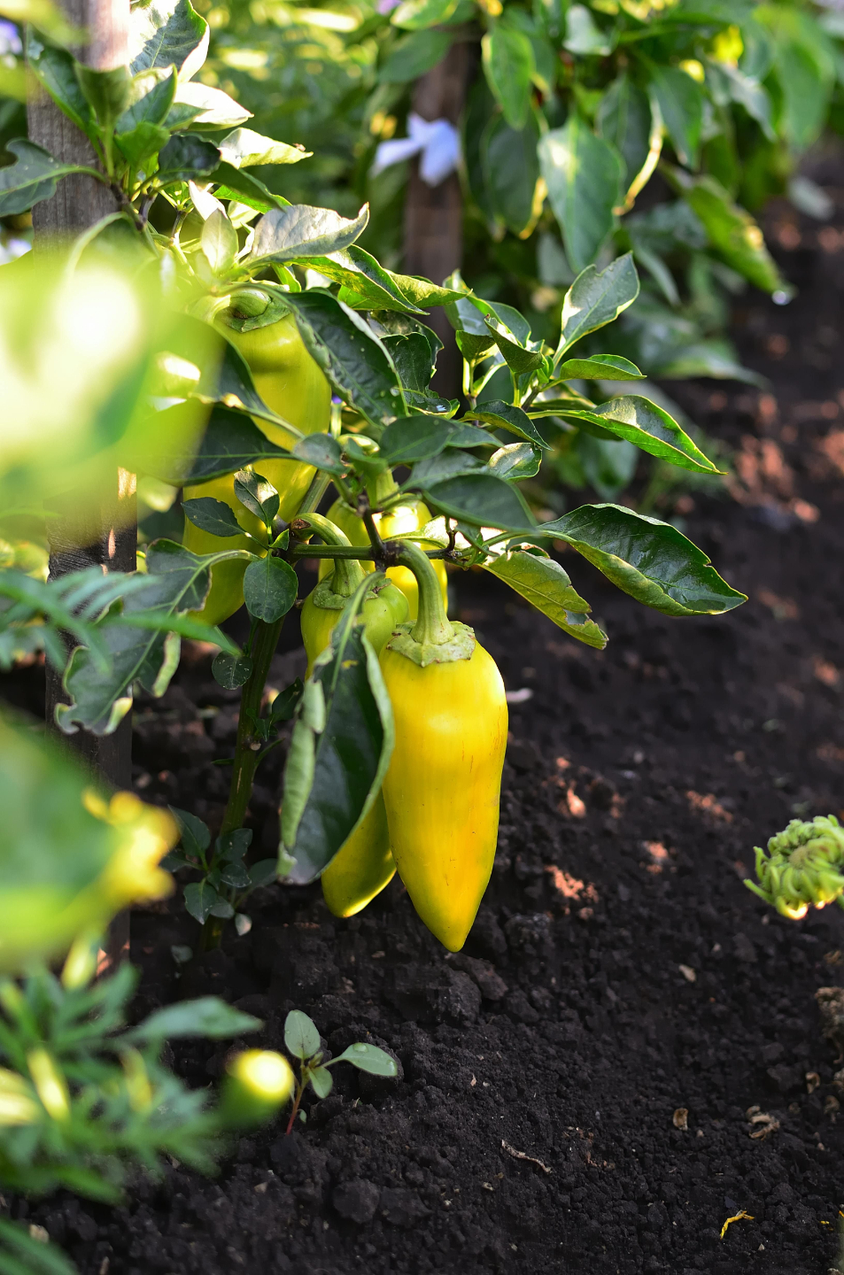 School garden bed growing a yellow pepper tended by Lesley Tate-Gould — Earthwise garden stewardship program Orange County CA