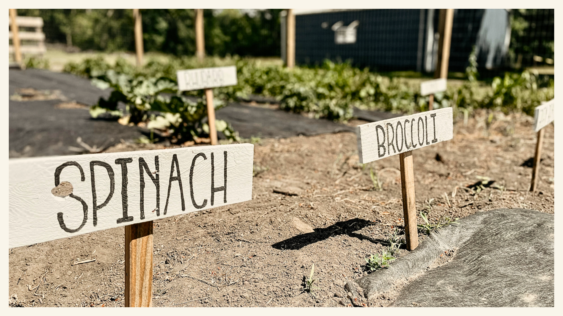 Garden with wooden signs saying Spinach and Broccoli at an elementary school in Orange County, CA