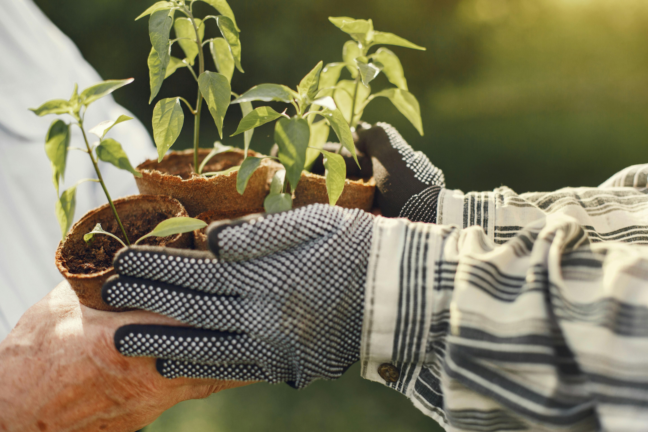 Close up image of Dr. Lesley Tate-Gould's hands in her garden, wearing gloves, passing potted plants — Earthwise steward and somatic therapist Orange County CA