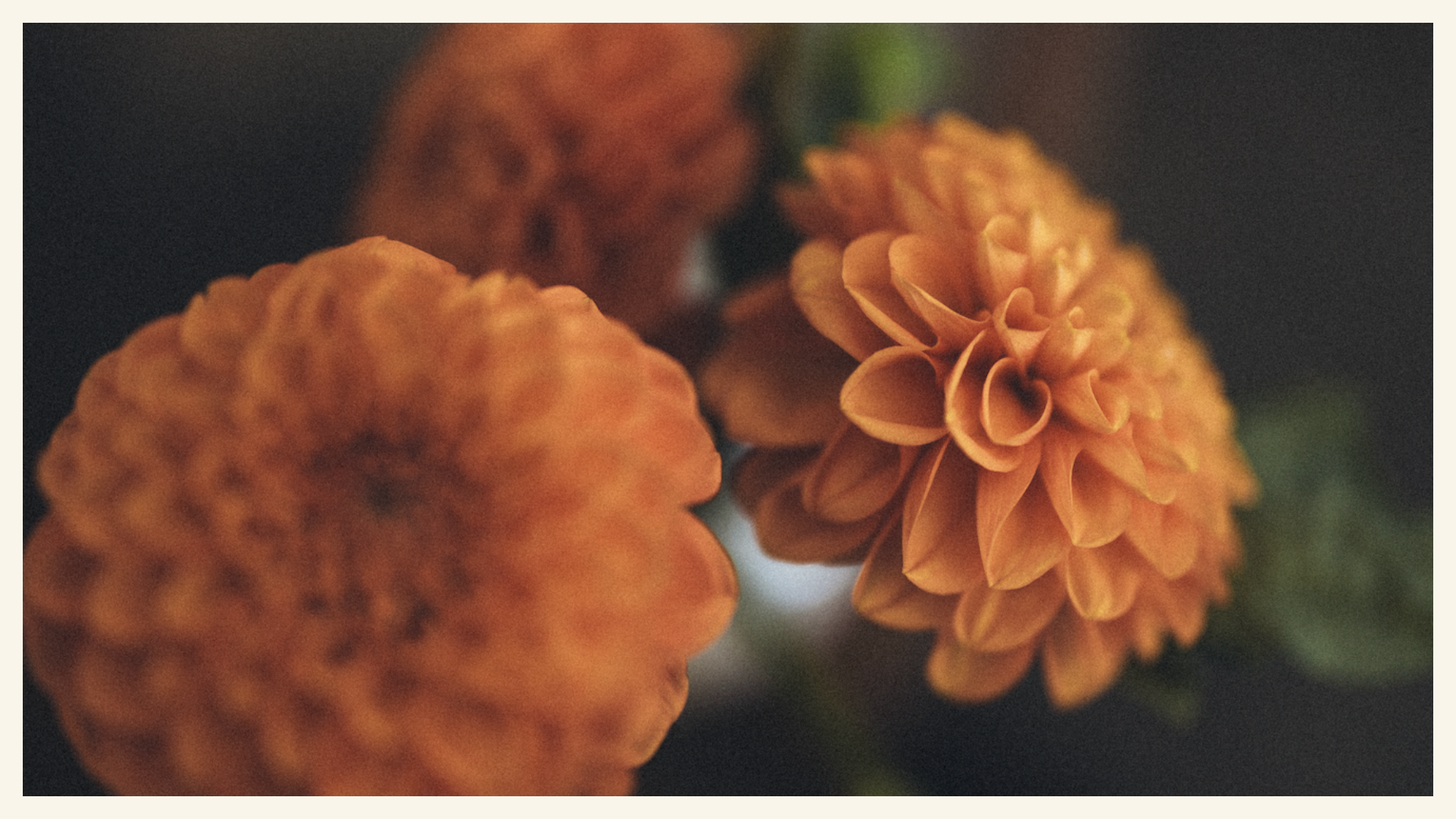 Close up of three orange flowers in Summon Courage Therapy in Orange County California