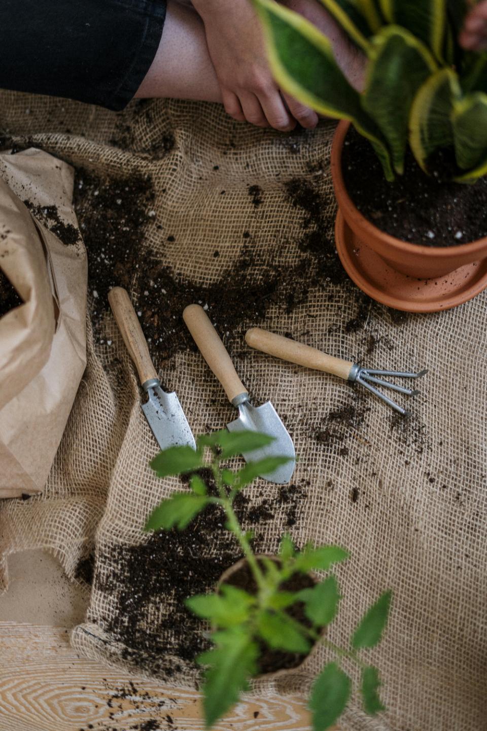 Small, potted tomato plant with garden tools and dirt on burlap — Earthwise edible garden stewardship Orange County CA
