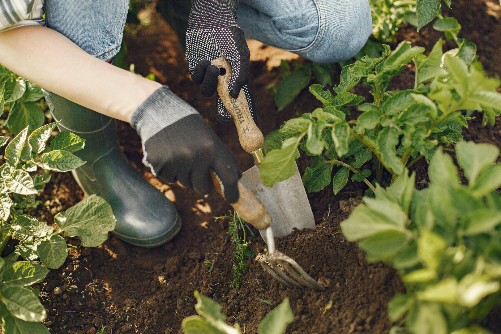 Fresh seasonal vegetables and garden produce — Earthwise edible garden stewardship Orange County CA