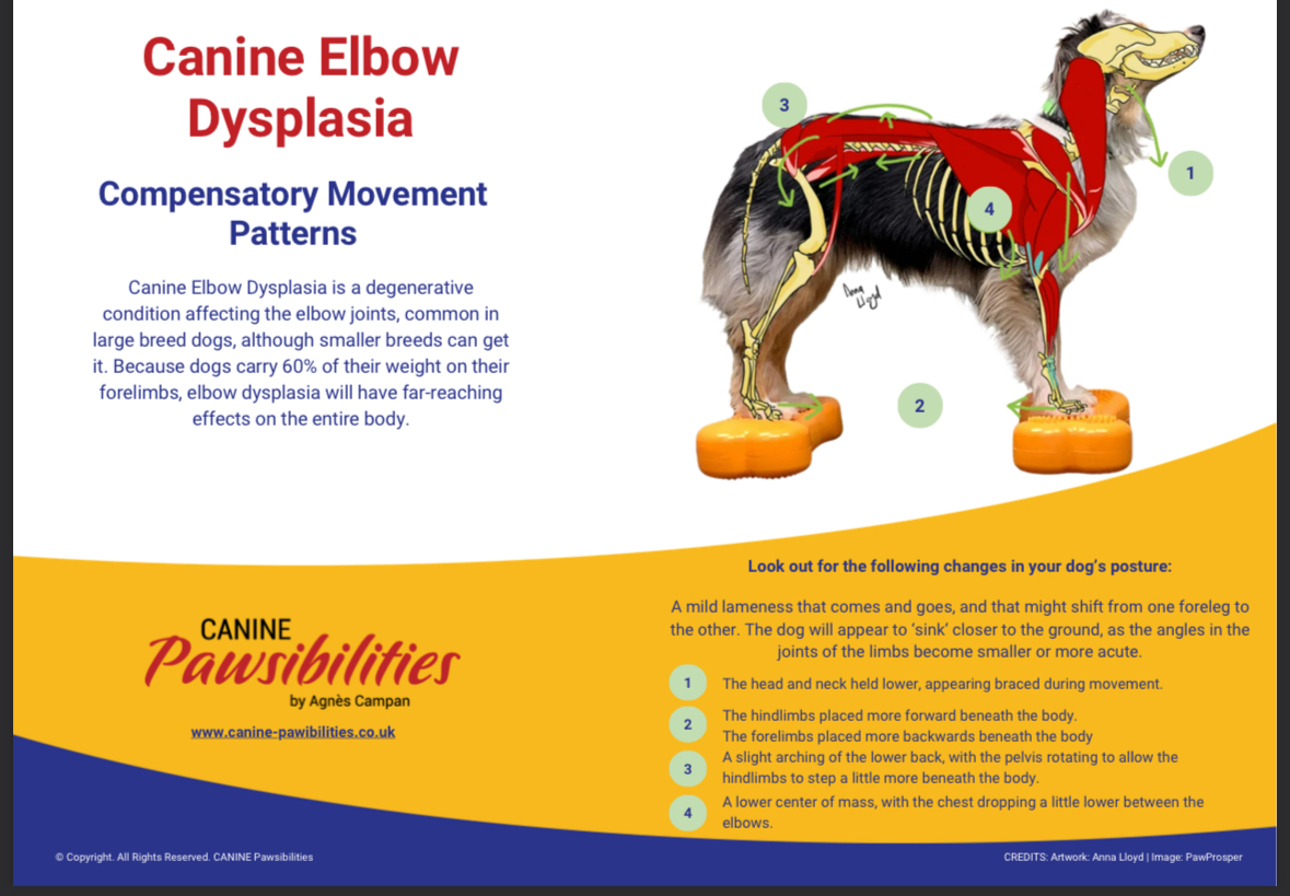 Elbow Dysplasia poster rebranded by a client practice with their own logo and colours