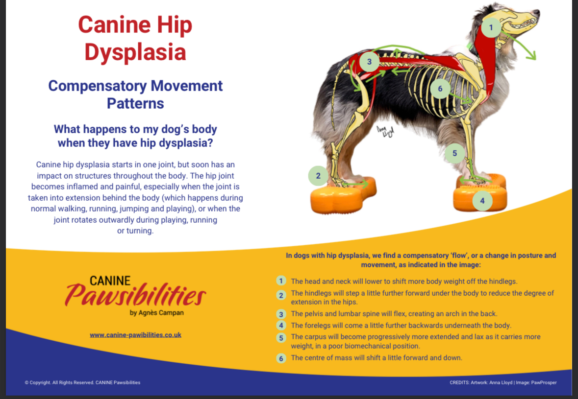 Hip Dysplasia poster rebranded by a client practice with their own logo and colours