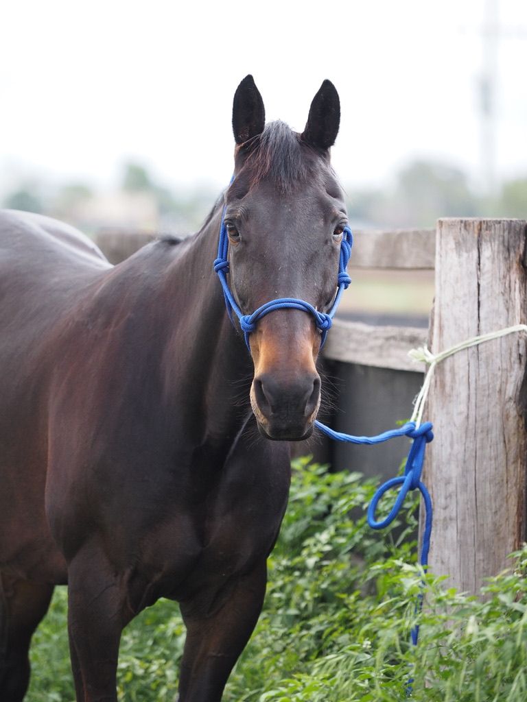 Nellie, a dark bay mare, in a blue rope halter beside a fence post