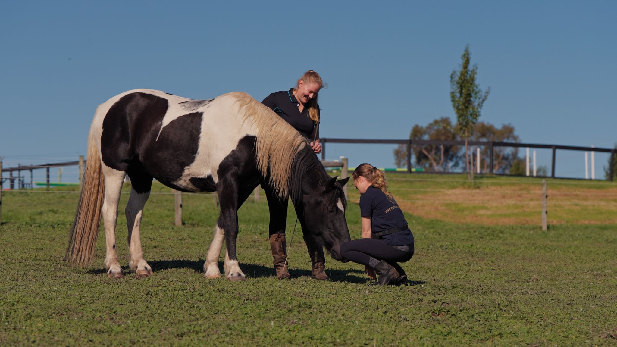 A coaching session: two women with Ty, a black and white paint horse, as he sniffs one of them crouching in a sunny paddock