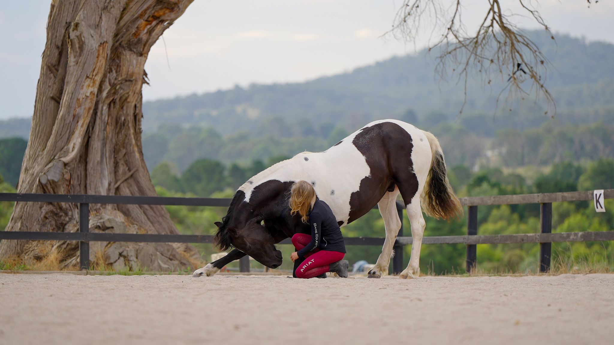 A black and white paint horse bowing down beside his kneeling handler on a sand arena