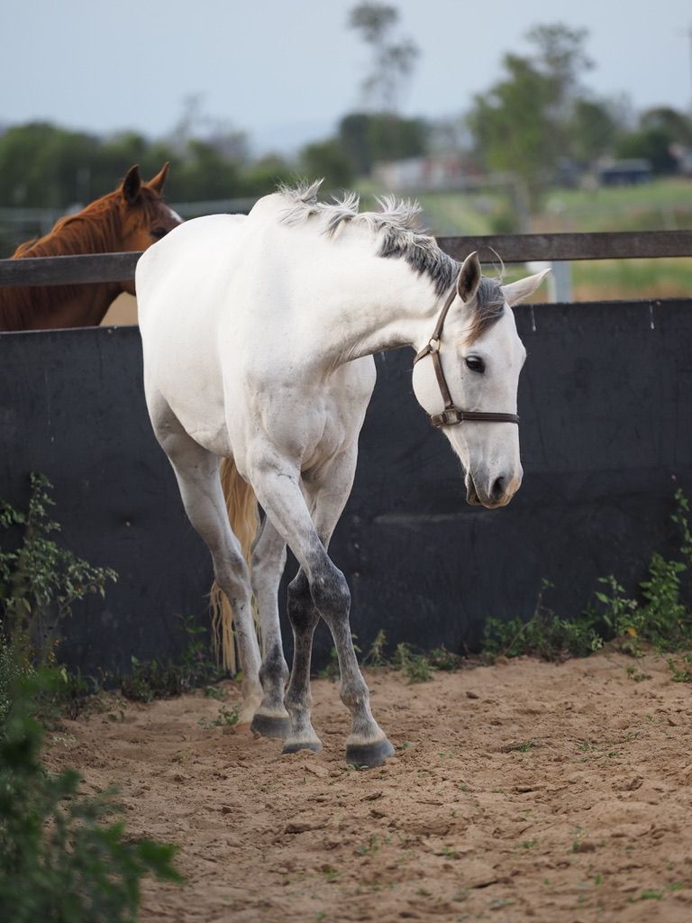 Levi, a grey gelding, walking towards the camera in the arena